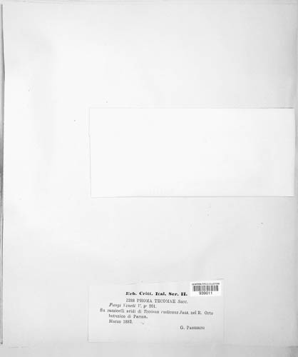 Phomopsis tecomae image